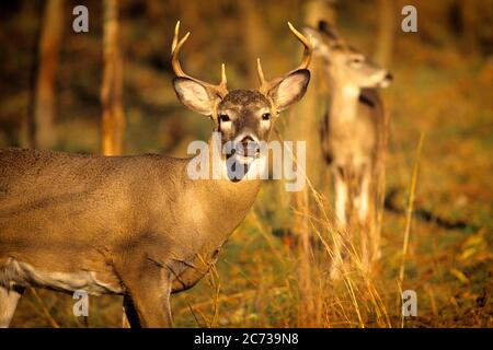 ANNI '90 DUE CERVI WHITETAIL ODOCOILEUS VIRGINIANUS A BUCK DIRETTAMENTE GUARDANDO LA FOTOCAMERA UNA DOE IN PIEDI SULLO SFONDO PENNSYLVANIA USA - KZ4978 RWN001 HARS ODOCOILEUS VIRGINIANUS DOE STAGIONE DI CACCIA MAMMIFERI FAUNA SELVATICA ALLARMATO CERVO AUTUNNALE CADUTA FOGLIAME VECCHIO STILE Foto Stock