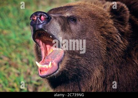ANNI '90 CAPO DELL'ORSO KODIAK URSUS ARCTOS MIDDENDORFI CON BOCCA APERTA VOCALIZZANTE RUGGITO ARCIPELAGO KODIAK SUD-OVEST ALASKA USA - KZ4971 HFF002 HARS URSINE Foto Stock