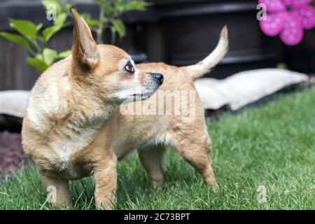 Chiweenie cane in piedi in Yard - femmina con ciliegia occhio condizione medica Foto Stock