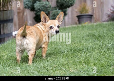 Cheweenie cane razza in piedi in Yard - femmina con ciliegia occhio condizione medica Foto Stock