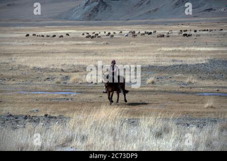 Un giovane nomadon etnico kazako a cavallo con la sua mandria nelle montagne Altai nella Mongolia occidentale Foto Stock