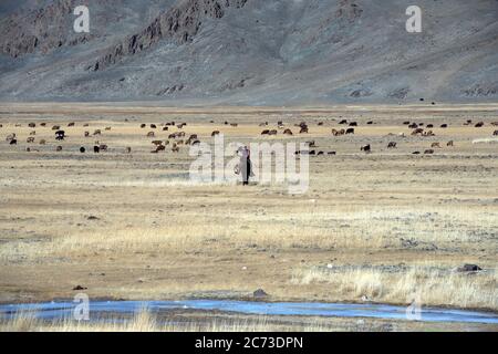 Un giovane nomadon etnico kazako a cavallo con la sua mandria nelle montagne Altai nella Mongolia occidentale Foto Stock