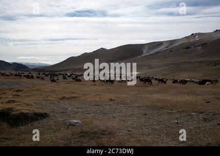 Il vasto deserto delle montagne di Altai in Mongolia occidentale è a casa per il kazako nomadi. Foto Stock