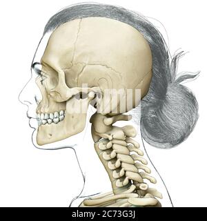 rappresentazione 3d, rappresentazione accurata dal punto di vista medico di un'anatomia del cranio e del collo femminile Foto Stock