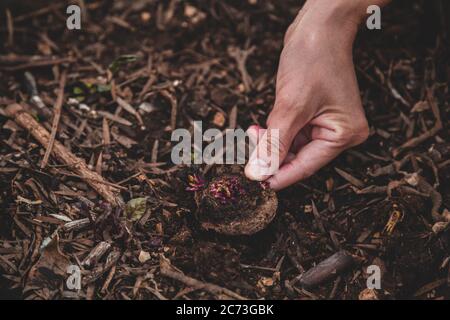 Barbabietola crescente dal taglio, dalla germogliatura o dal rottame. Primo piano di mano di una donna che pianta germogli di barbabietole Foto Stock