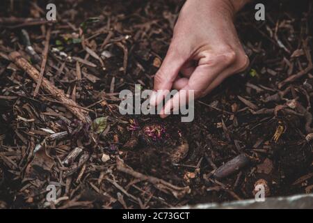 Barbabietola crescente dal taglio, dalla germogliatura o dal rottame. Primo piano di mano di una donna che pianta germogli di barbabietole Foto Stock