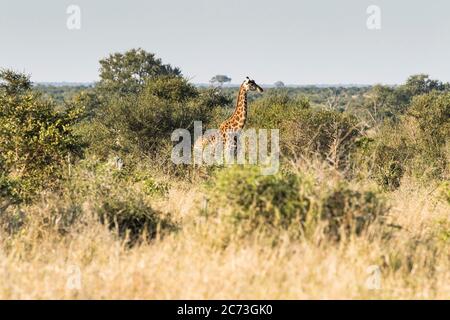 Giraffe si trova a savanna, Parco Nazionale Kruger, Provincia di Mpumalanga, Sud Africa, Africa Foto Stock
