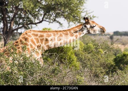 Giraffe sta mangiando le foglie a Bush, Parco Nazionale Kruger, Provincia di Mpumalanga, Sud Africa, Africa Foto Stock