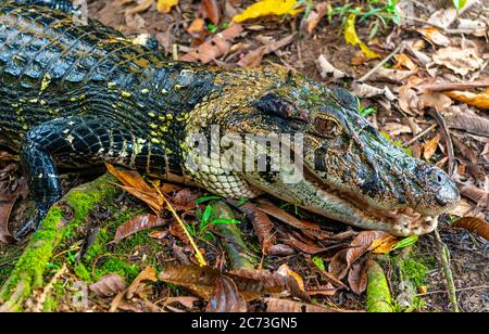 Un caiman nero (Melanosuchus niger) con bocca aperta e mascella nel bacino della foresta pluviale del fiume Amazzone dell'Ecuador, Parco Nazionale di Yasuni. Foto Stock