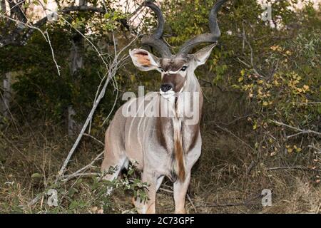 Kudu maschio in piedi e punto di osservazione nel bush, Parco Nazionale Kruger, Provincia di Mpumalanga, Sud Africa, Africa Foto Stock