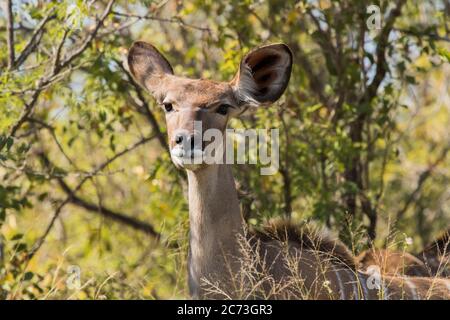 Kudu femmina in piedi e di osservazione nel bush, Kruger National Park, Mpumalanga Provincia, Sud Africa, Africa Foto Stock