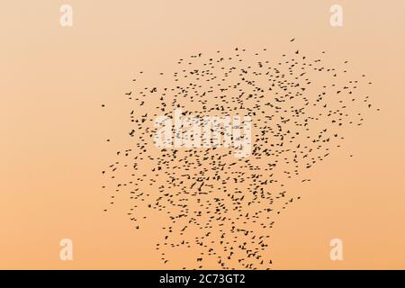 Gregge di uccelli che volano nel cielo del tramonto, Parco Nazionale Kruger, Provincia di Mpumalanga, Sud Africa, Africa Foto Stock