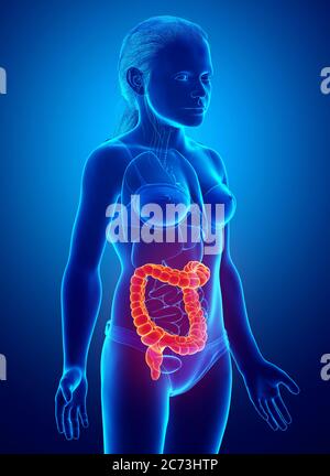 rappresentazione 3d, rappresentazione accurata dal punto di vista medico dell'anatomia dell'intestino crasso della ragazza Foto Stock