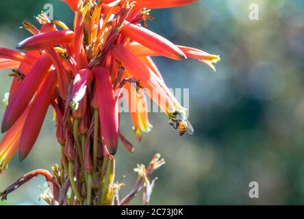 Un'ape africana di miele isolata su un'immagine di fiore di aloe vera con spazio di copia in formato orizzontale Foto Stock