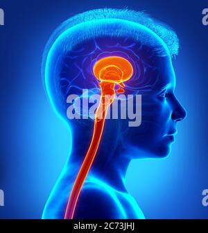 rappresentazione 3d dell'illustrazione medica del tronco cerebrale Foto Stock