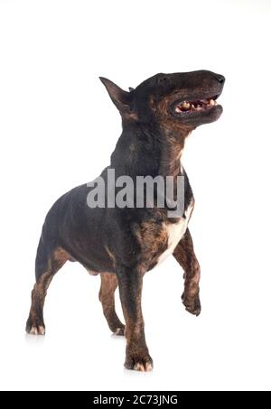 Miniatura bull terrier di fronte a uno sfondo bianco Foto Stock