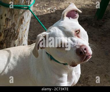 ritratto di testa un tristissimo e dolce aspetto giallo buca bianco toro cane legare fino ad un albero con una corda molto breve Foto Stock