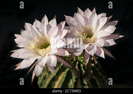 un paio di fiori di cactus rosa chiaro perfettamente squisito echinopsis tubiflora notte fioritura sorge in alto sopra la vecchia pianta grugnosa su uno sfondo nero Foto Stock