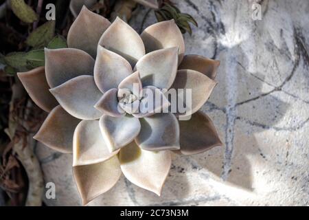 Vista dall'alto della pianta succulente di Echeveria lilacina Foto Stock