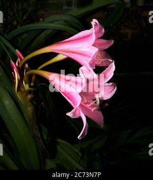 Coppia di fiori rosa e rosso su una pianta di giglio di belladonna (amaryllis belladonna). Foto Stock