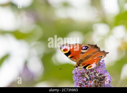 Peacock Butterfly, arroccato su un arbusto in un giardino britannico, Bedfordshire, luglio 220 Foto Stock