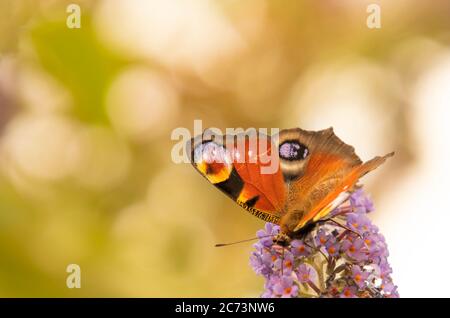 Peacock Butterfly, Aglais io, arroccato su un fiore viola, campagna britannica, Bedfordshire, Regno Unito Foto Stock