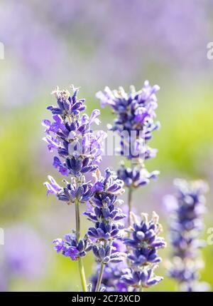 Fioritura della lavanda di Cotswolds a Snowshill Foto Stock