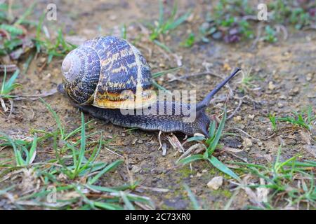 Una lumaca da giardino o un'aspersa Helix che strisciano attraverso un po' di erba dopo una doccia di pioggia. Foto Stock