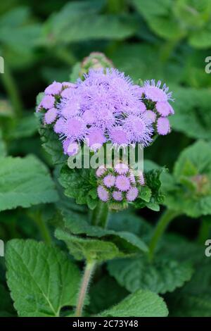 Ageratum houstonianum 'Blue Horizon', pennello messicano 'Blue Horizon', fiore di Floss 'Blue Horizon' in fiore Foto Stock