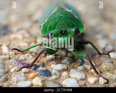 Green Grocer Cicala Foto Stock