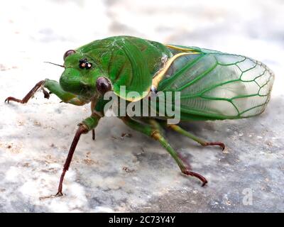 Green Grocer Cicala Foto Stock