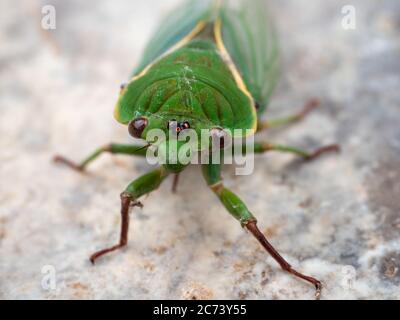 Green Grocer Cicala Foto Stock