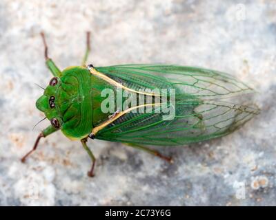 Green Grocer Cicala Foto Stock