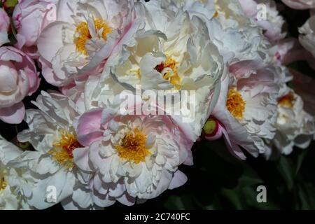 L'immagine mostra una pietra bianca in giardino Foto Stock