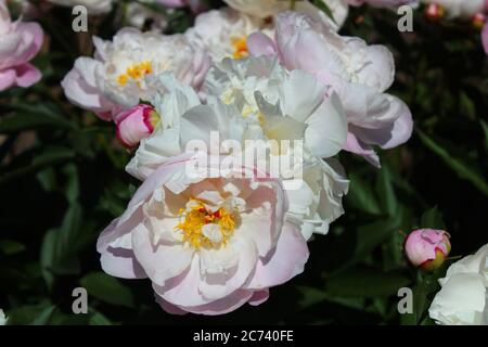 L'immagine mostra una pietra bianca in giardino Foto Stock