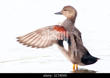 Gadwall, Mareca strepera, alettoni maschi che battono in piumaggio di riproduzione. Foto Stock