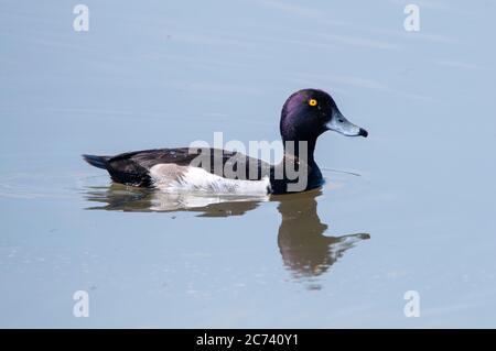 Ritratto orizzontale di anatra con tufted, Aythya fuligula, maschio adulto che nuota in acqua. Foto Stock