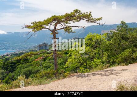 Paesaggio primaverile con pini Lonely su sentiero pedonale nella riserva naturale di Capo Martya, Crimea, Mar Nero, Ucraina Foto Stock