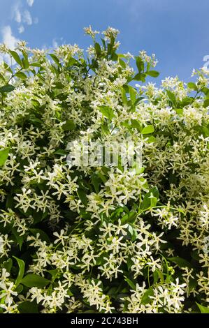 Fiori bianchi profumati dolcemente della stella di vite di arrampicata o falso gelsomino con cielo blu. Immagine verticale Foto Stock