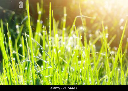 Primo piano della rugiada mattutina sull'erba verde sotto la luce del sole al mattino Foto Stock