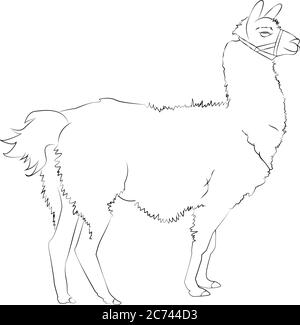 Un bellissimo disegno realistico a mano di alpaca o lama. Illustrazione vettoriale. Ritratto di lama isolato su sfondo bianco. Concetto per auto Illustrazione Vettoriale