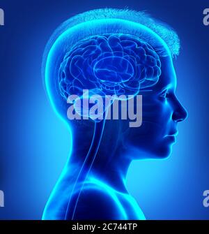 rappresentazione 3d dell'anatomia radiologica del cervello del ragazzo Foto Stock
