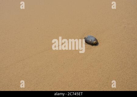 Una spiaggia liscia singola ciottoli su uno sfondo di sabbia liscia lavata con acqua Foto Stock