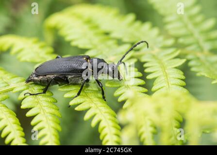 Un coleottero nero non identificato dal Richmond Park Foto Stock