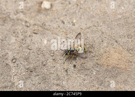 Digger Wasp con coda di sabbia (Cerceris arenia) Foto Stock