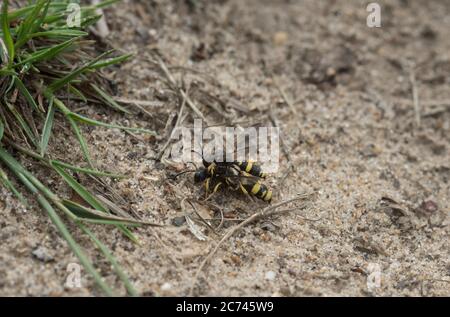 Accoppiamento di vespe Digger con coda ornata (Cerceris rybyensis) Foto Stock