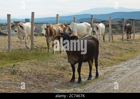 Bestiame in una strada nel deserto Tatacoa parte El Cusco in Colombia Foto Stock