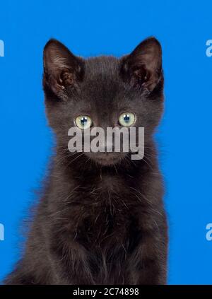 Gatto nero con occhi verdi su sfondo blu Foto Stock