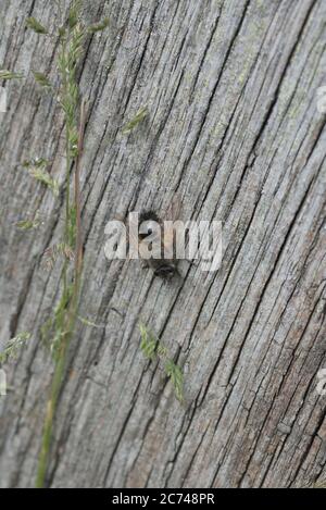 Tachinid volare (Tachina fera) su una recinzione di legno Foto Stock