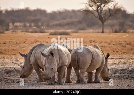 Rinoceronte bianco, Ceratotherium simum,Square a labbro, rinoceronte Khama esposto Rhino Santuario, Serowe, Botswana, Africa Foto Stock
